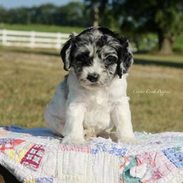 Hampton - male Cockapoo puppy in Lowry City, Missouri from Cooper Creek Puppies