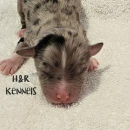 Reese's - Blue merle male Toy Australian Shepherd puppy in Luzerne, Iowa from Rouse's Aussies