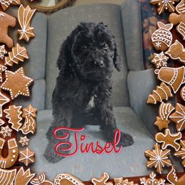 Tinsel - Black female Goldendoodle puppy in Rochester, New York from Yankee Doodle Doggies