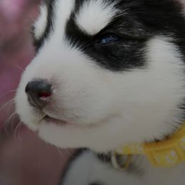 Siberian Huskies from Lotus Husky Pack