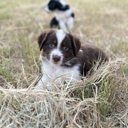 Kevin - Red tri male Miniature Australian Shepherd puppy in Cleveland, Texas from Akasta Aussies