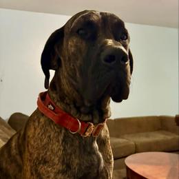 Ghirahim - Great Dane