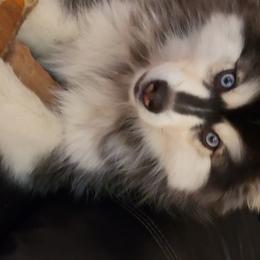 Pomsky All Grown Up from JC's Mitten Pomskies