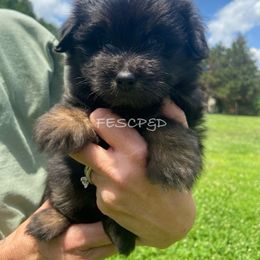 Taboo - female Assorted Doodle Crosses puppy in Cunningham, Tennessee from Four Elements Southern Charmers Poodles