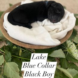 Lake - Black male Dilute Retriever puppy in Kenton, Ohio from Lynn Valley Labradors