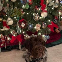 Wirehaired Pointing Griffon All Grown Up from Maine Backwoods Kennel
