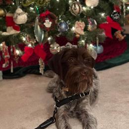 Wirehaired Pointing Griffon All Grown Up from Maine Backwoods Kennel