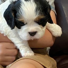 Cavalier King Charles Spaniel Puppies from Fairwyn Farm Cavalier King Charles Spaniels