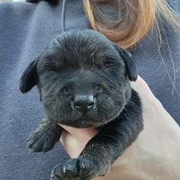 Boy 1 - Black Labrador Retriever puppy in Andrews, South Carolina from Leyland Cypress Retrievers