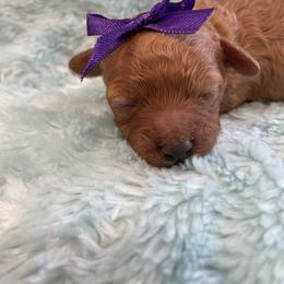 Maple - Apricot female Poodle puppy in Bee Branch, Arkansas from Scroggins Creek Doodles