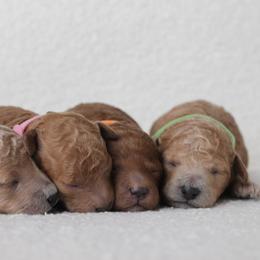 Poodle Puppies from Bruno & Co. Puppies
