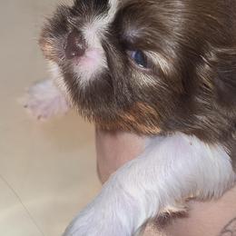 Tiger - Gold and white male Shih Tzu puppy in Azusa, California from RJ Shih Tzu lover