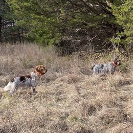 Wirehaired Pointing Griffon All Grown Up from Foggy Gap Griffons