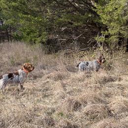 Wirehaired Pointing Griffon All Grown Up from Foggy Gap Griffons