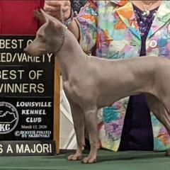 American Hairless Terrier All Grown Up from Vinegar Hill Kennel