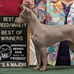 American Hairless Terrier All Grown Up from Vinegar Hill Kennel