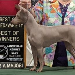 American Hairless Terrier All Grown Up from Vinegar Hill Kennel