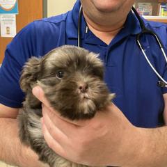 Mal-Shi and Shihpoo Puppies from 3 doodles’ littles