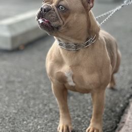 Luna - French Bulldog