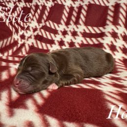 Holly - Red tri female Miniature Australian Shepherd puppy in Corpus Christi, Texas from Elite Miniature Australian Shepherds