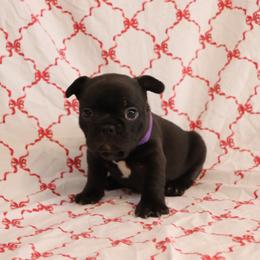 Bianca - Black female French Bulldog puppy in Manchester, Michigan from Small Town Frenchies