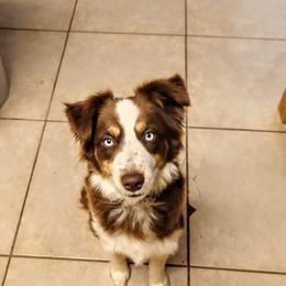 Ivy - Miniature Australian Shepherd