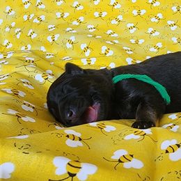 Green Boy - Sable male German Shepherd puppy in Genoa, Illinois from vom ehrenSchutz German Shepherds