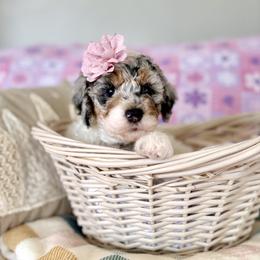 Ashira - Grizzle and white female Sheepadoodle puppy in Spanish Fork, Utah from Maplesierradoodles