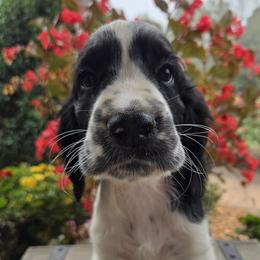 Domino - Black and white male English Springer Spaniel puppy in Statesville, North Carolina from BAR Z Springers