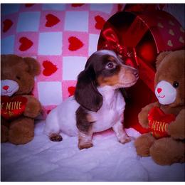 Dachshund and Great Dane Puppies from AZ's Prestigious Minature Dachshunds