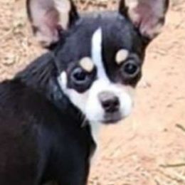Buster - Chihuahua