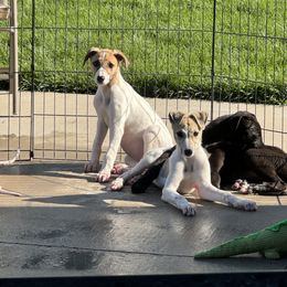 Golden Retriever and Greyhound Puppies from K and E Kennels