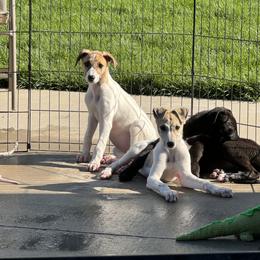 Golden Retriever and Greyhound Puppies from K and E Kennels