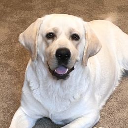 Georgie - Labrador Retriever