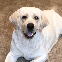 Georgie - Labrador Retriever