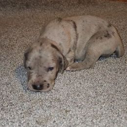 Axel - Merle male Great Dane puppy in Walker, Louisiana from La Rebel Danes
