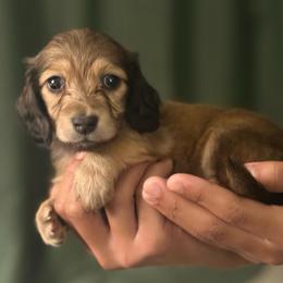Aura - Cream female Dachshund puppy in Surprise, Arizona from D&C Royal Dachshunds LLC