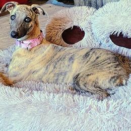 Sophia - Blue brindle female Whippet puppy in Goldendale, Washington from Amulet Charm