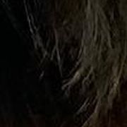 Briards from Briard