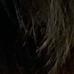 Briards from Briard