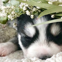 Siberian Huskies from Majestic Siberian Huskies