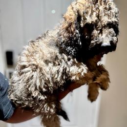 Boy 2 - Goldendoodle puppy from Empire Doodles