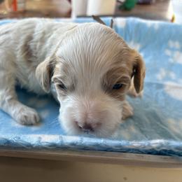 Sky - Red and white female Cockapoo puppy in Adrian, Oregon from ApplebyFarm