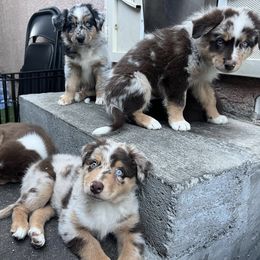 Australian Shepherds from Rampaige and Rambeau’s puppies
