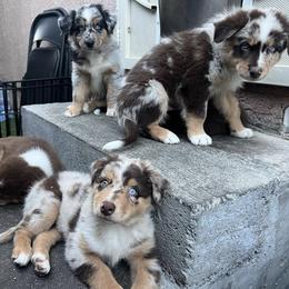 Australian Shepherds from Rampaige and Rambeau’s puppies