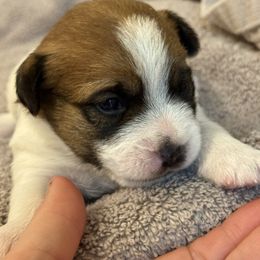 Sarge - White and tan male Russell Terrier puppy in Oklahoma from Elite Russell Terriers