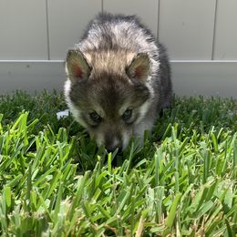 Siberian Husky Puppies from SoFlo Siberians