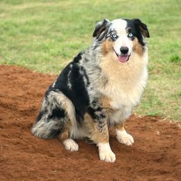 Australian Shepherd puppies from Spectacular Aussies and Cavaliers