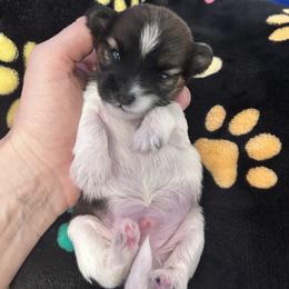 Cookie - Black and white male Shihpoo puppy in Denver, Colorado from Angel babies