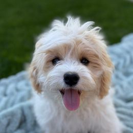 Smokey - Blenheim male Cavachon puppy in Draper, Utah from Cavachon Love Chocolate Cavaliers, Cavaliers, Cavachon’s, Cavapoos